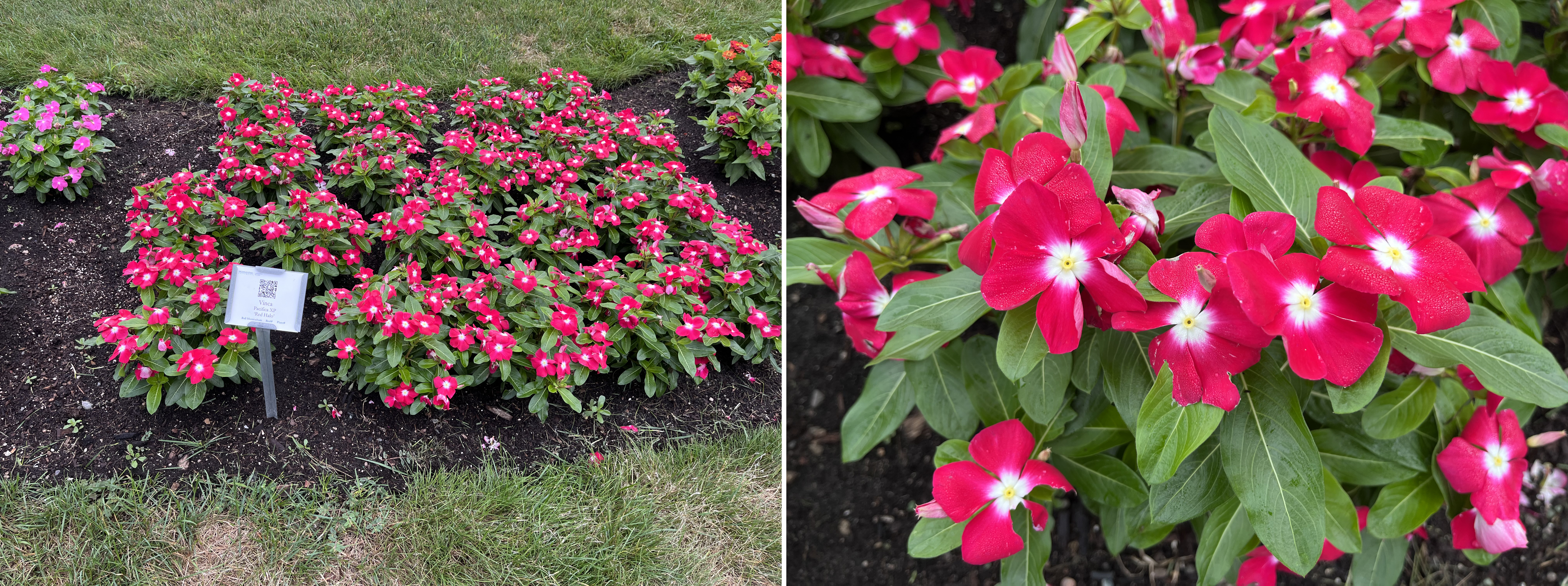 Two views of vinca (periwinkle). Left: A landscape bed filled with clusters of bright red vinca flowers with white centers, shown with a plant label. Right: A close-up of the vibrant red blooms and glossy green leaves.